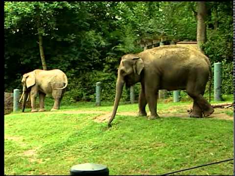 Comcast Neighborhoods features Seattle's Woodland Park Zoo