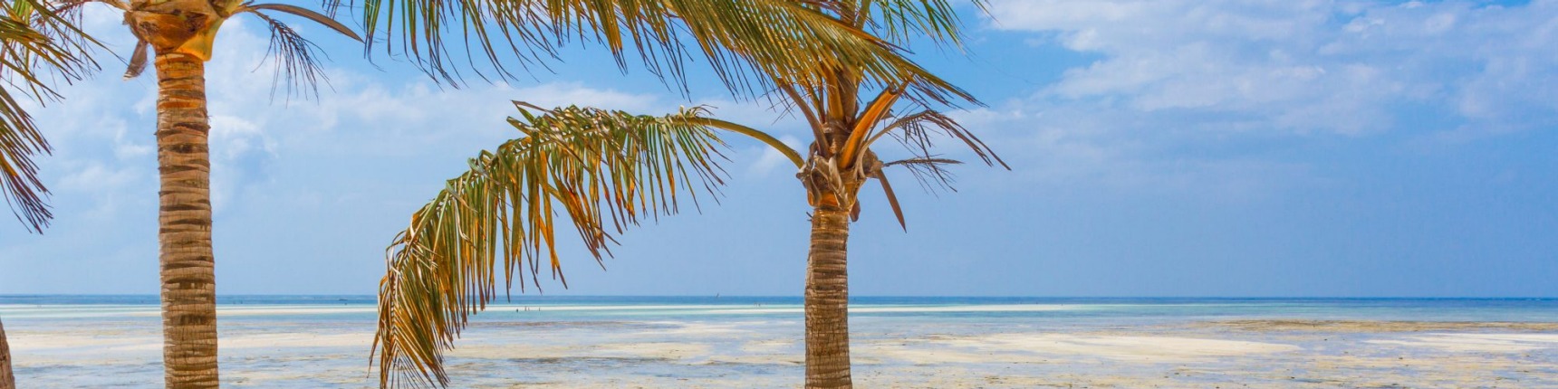 Kenya, coast, palm trees