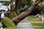 Rows of trees fell down in the Newcastle suburb of Hamilton South.  