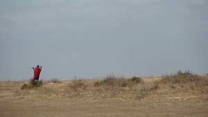 A young Maasai man (moran or warrior) walks into the Serengeti with the Ngorongoro Highlands as a backdrop.