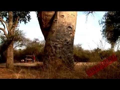 Baobab Tree, Adansonia Travel Video