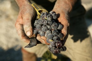 Some winemakers from around the world, whether complicit or not, are misrepresenting the alcohol content stated on their bottles of wine. 