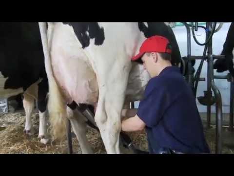 What is Holstein Association USA All About?