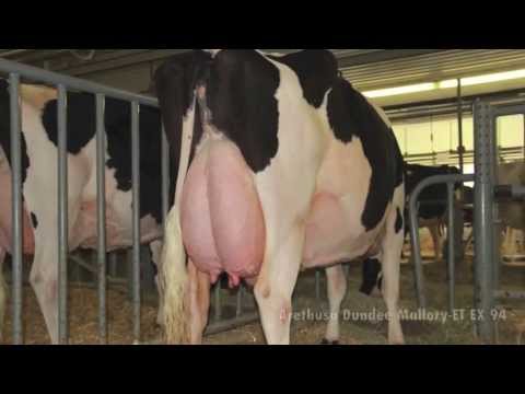 Arethusa Holstein Classification April 2013