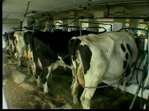 El Ganado Holstein