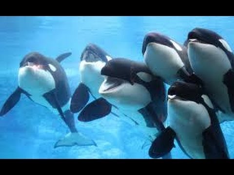 Killer Whales | Deadly But Social and Smart | Documentary