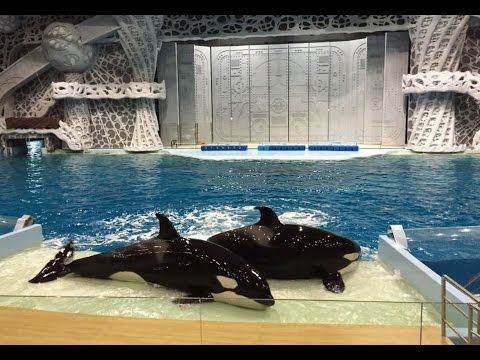 Moscow Orcas, Killer Whales in Moscow