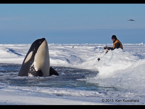 Tagging killer whales orcas - an amazing encounter in the Ross Sea of Antarctica