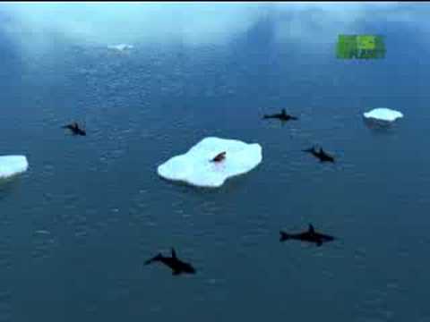 Orcas Attack Seal