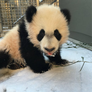 Photos: Bei Bei Meets The Snow, Doesn't Quite Know What To Make Of It