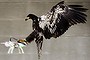 In this image released by the Dutch Police Tuesday Feb. 2, 2016, a trained eagle puts its claws into a flying drone. Police are working with a The Hague-based company that trains eagles and other birds to swoop down on small drones and grasp them in their talons in restricted areas or where they are banned, such as at large outdoor events. (Dutch Police via AP)