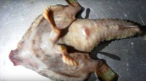 Alien fish' caught on Caribbean paradise island baffles fishermen