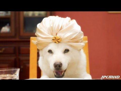 Japanese Commercials Series E01 [ The SoftBank dog ]