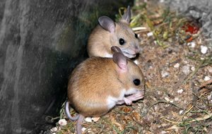 A hopping mouse or kangaroo rat is any of about ten different Australian native mice in the genus Notomys. They are rodents, not marsupials, and their ancestors are thought to have arrived from Asia about 5 million years ago