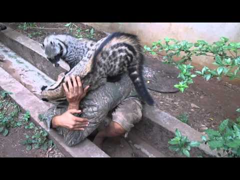 Civet Cat Mugging