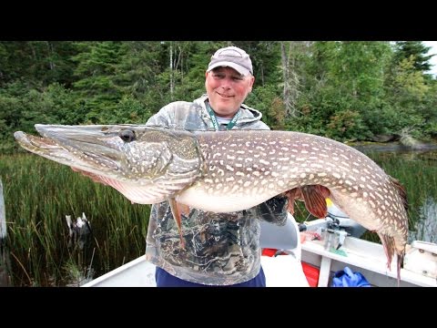 Giant Pike Of Lake St  Joseph!