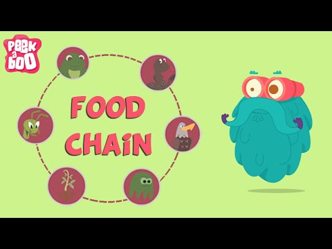 What Is A Food Chain? | The Dr. Binocs Show | Learn Series For Kids