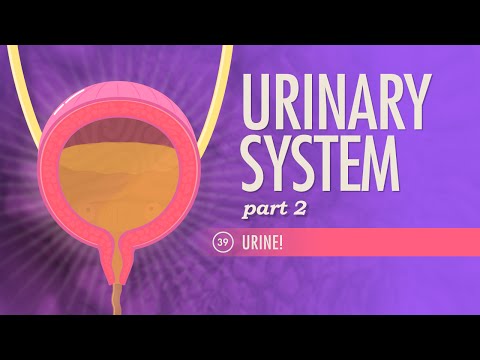 Urinary System, part 2: Crash Course A&P #39