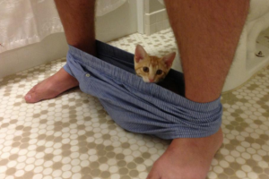 Why do cats follow you to the toilet?