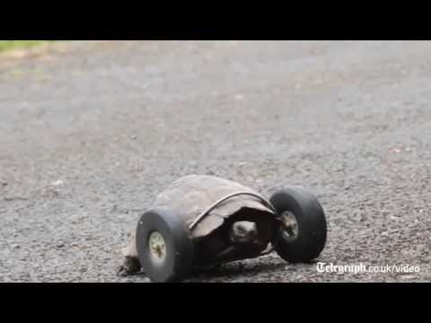 Tortoise, 90, gets wheels for legs after rat attack