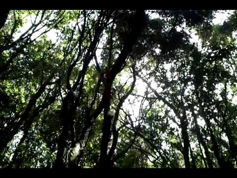 Bosque de laurisilva en Agua García;Tenerife