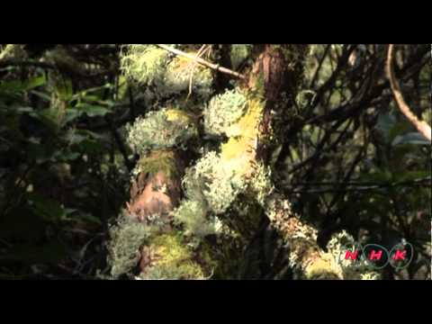 Laurisilva of Madeira (UNESCO/NHK)