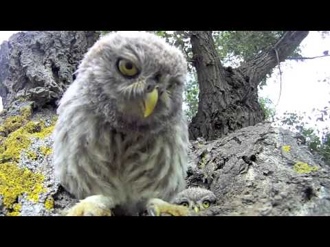 Curious baby owls investigate camera