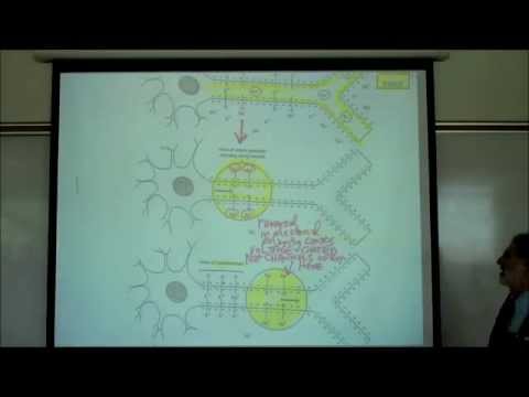 ACTION POTENTIALS IN NEUROPHYSIOLOGY by Professor Fink