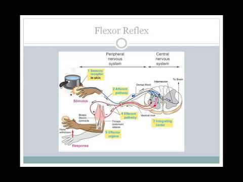 SJSU Neurophysiology - Lecture 11 - Motor Reflexes