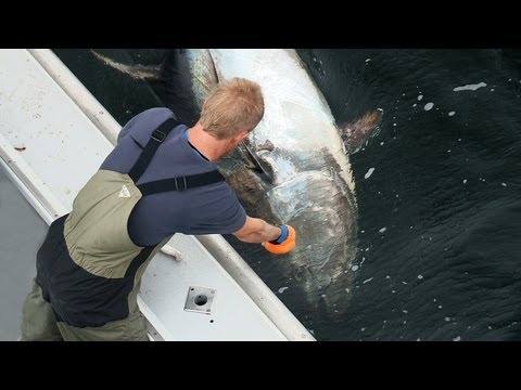 The Giant Bluefin Tuna of Nova Scotia - ULTIMATE FISHING TV