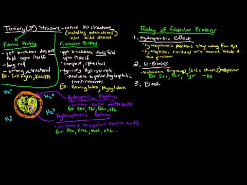 Protein Structure (Part 4 of 4) - Tertiary Structure - Fibrous and Globular Proteins