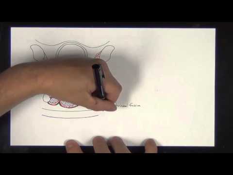 Gross Anatomy - Male & Female Pelvis, Perineum, and Genitalia. Gross and Cross-section Anatomy