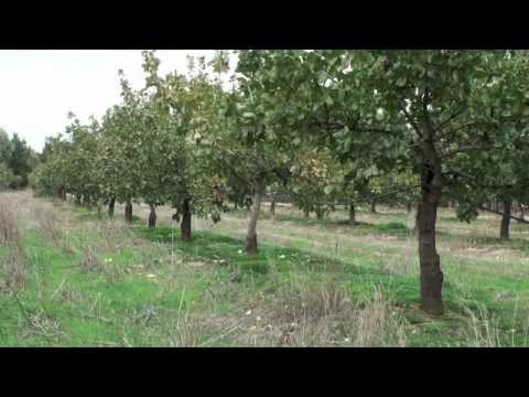 Pistachio Harvesting & Processing - Small Is Beautiful