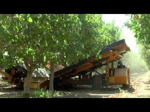 2010 Pistachio harvest