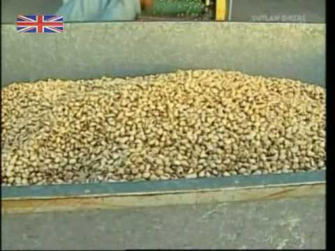 How Pistachio Nuts Are Harvested and Processed