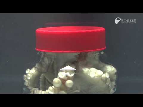 Octopus Escapes Jar