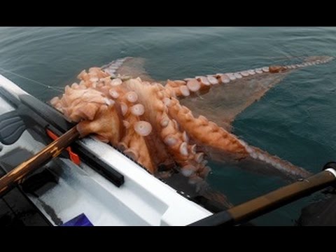 Giant Octopus (DOCUMENTARY)