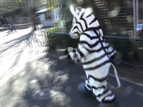 Raw: Japan Zoo Holds Escaped Zebra Drill