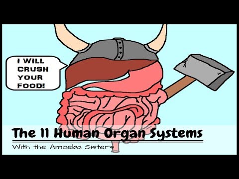 Human Body Systems: The 11 Champions