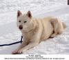 Eight Below (2006) photo