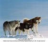 Eight Below (2006) photo