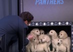 Jimmy Fallon Has Puppies Predict the Super Bowl, Because Puppies Are Always Right