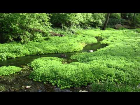 Gentle Stream #1 - 11 hours - Gentle Rivers & Streams, nature sound, relaxing water