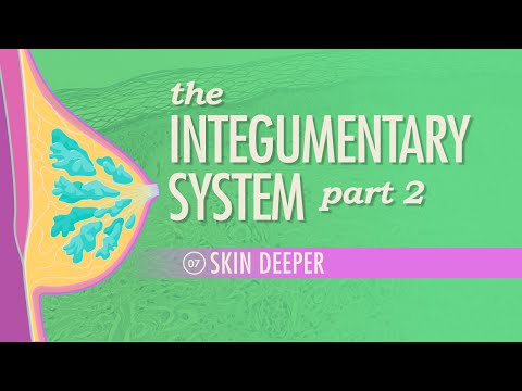 The Integumentary System, Part 2 - Skin Deeper: Crash Course A&P #7