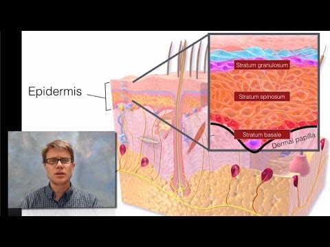 Integumentary System