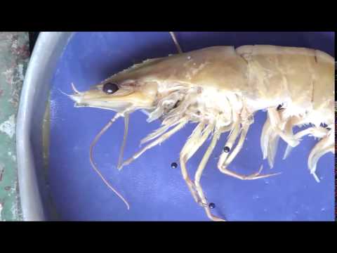 The prawn (Penaeus japonicus) - 2. The appendages