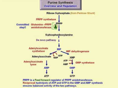 Nucleotide biosynthesis