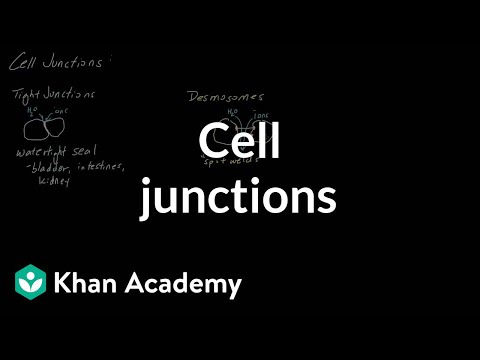 Cell Junctions