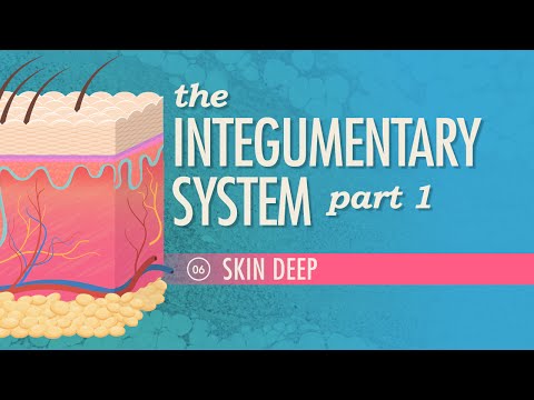 The Integumentary System, Part 1 - Skin Deep: Crash Course A&P #6