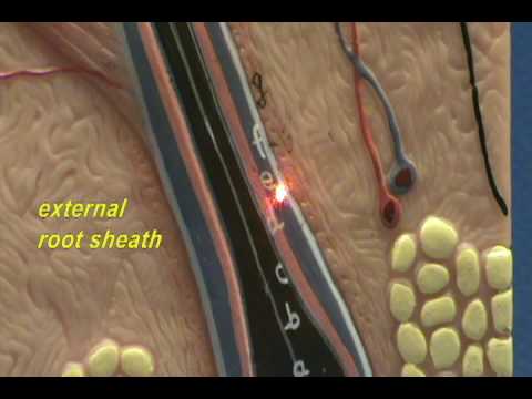 Simple Skin Model - Hair Follicle